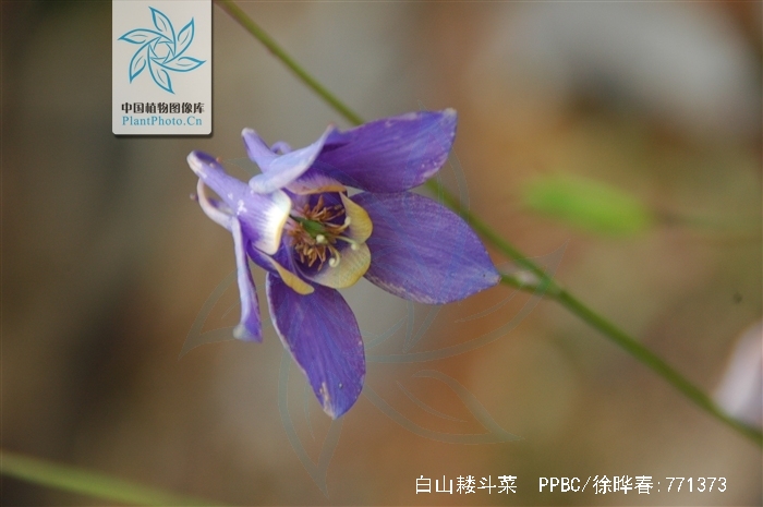  p>白山耧斗菜(学名:aquilegia japonica nakai &amp; hara),是 a