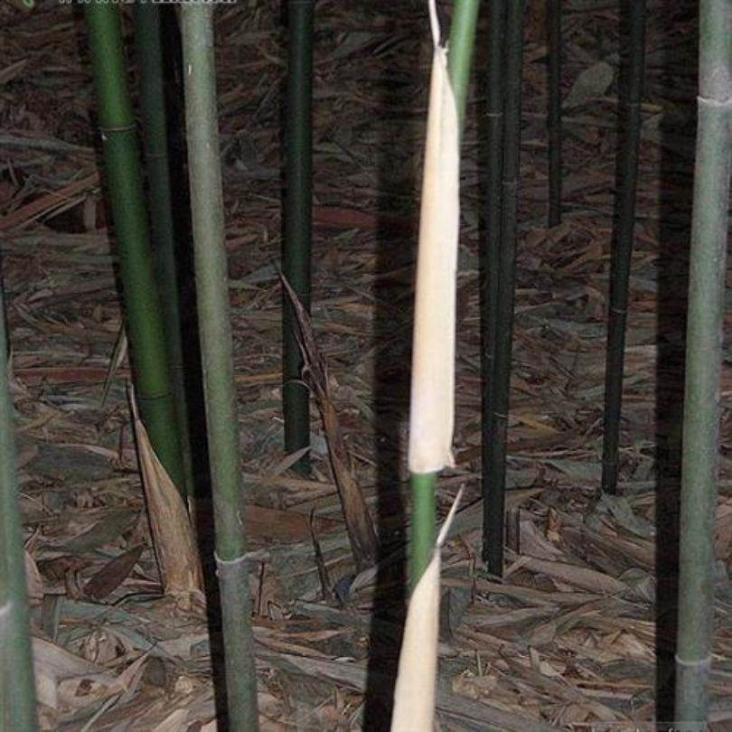 pseudosasa viridula s. l. chen et g. y. sheng