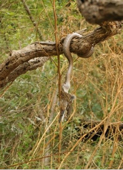 gloydius shedaoensis