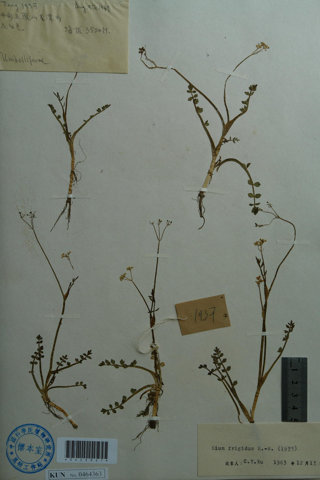 sium frigidum hand.-mazz.