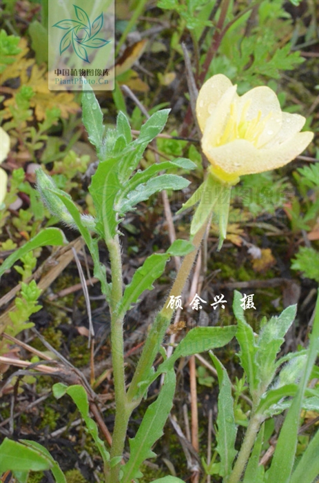  p>裂叶月见草,拉丁文名:oenothera laciniata hill.