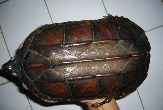 chiapas giant musk turtle