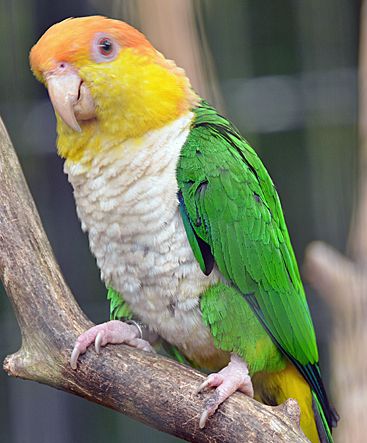金头凯克鹦鹉