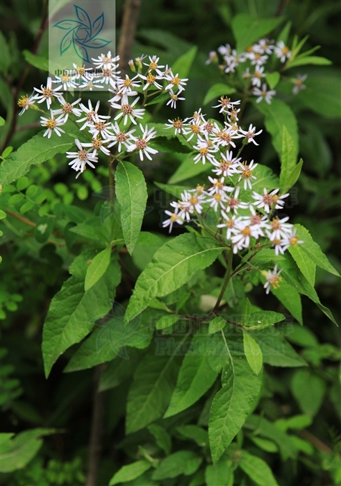  p>甘川紫菀(学名: i>aster smithianus  /i>hand. -mazz.