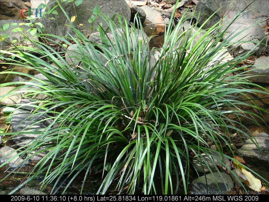 是 a data-lemmaid="6262671">单子叶植物纲 /a>, a href="#" data