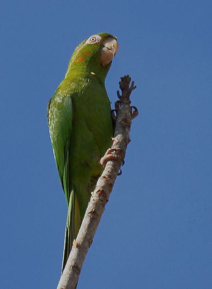  p>古巴锥尾鹦鹉(学名: i>psittacara euops /i>):是鸟纲,鹦鹉科典型