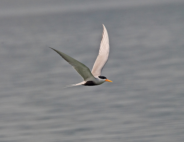  p>黑腹燕鸥(学名: i>sterna acuticauda /i>),小型水鸟,体长29~30