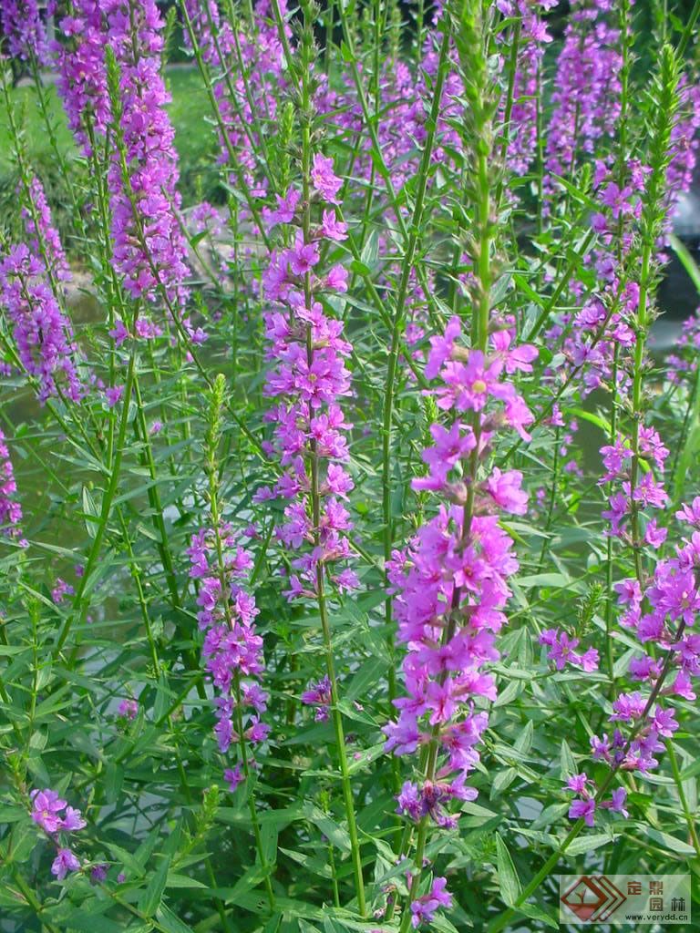  p> a href="#" data-lemmaid="7000489">中型千屈菜 /a>,拉丁文名