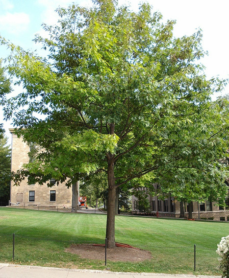  p>北美红栎(学名: i>quercus rubra /i>  l.