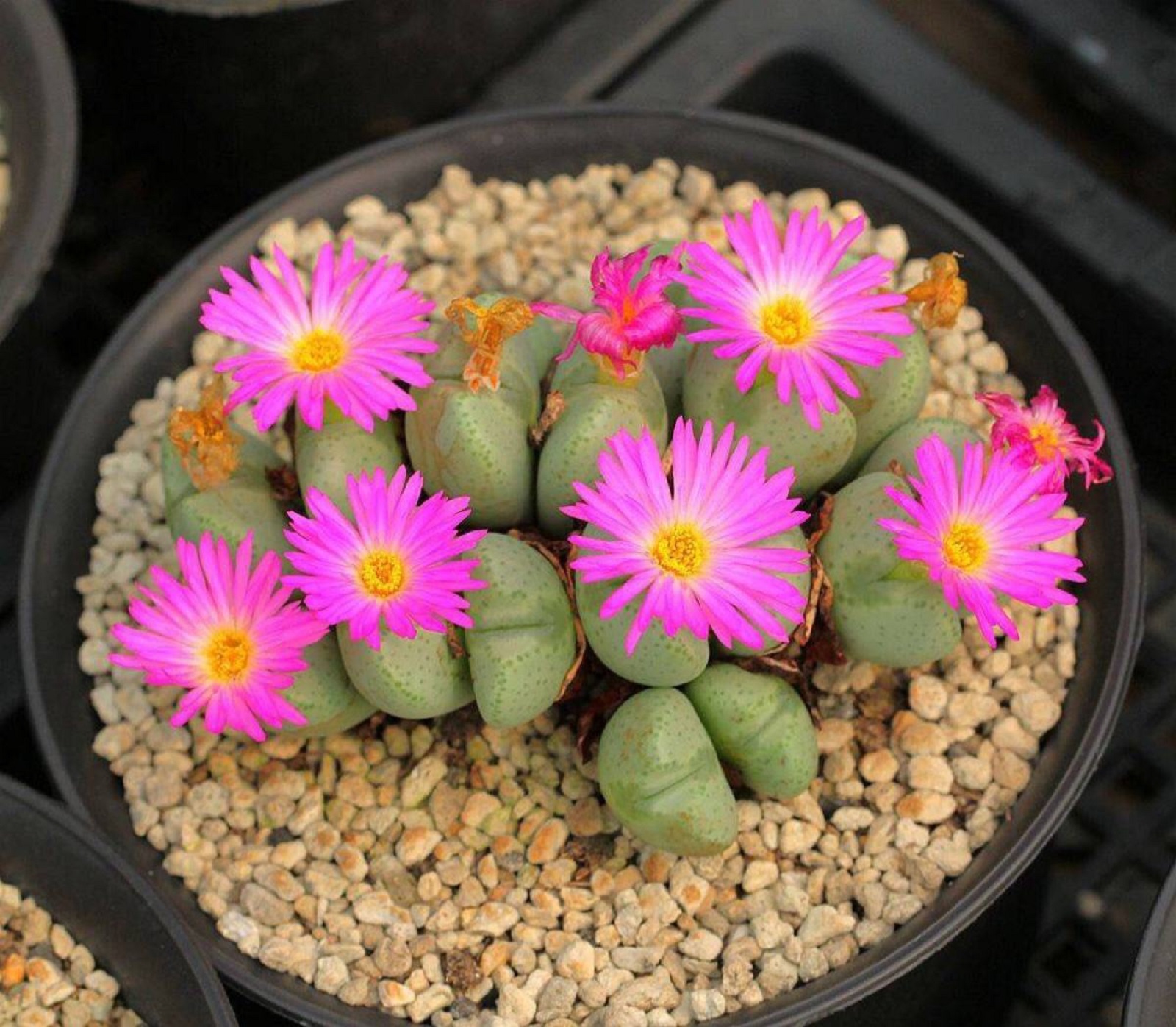 是石竹目,番杏科 a href="#" data-lemmaid="5804131">生石花属 /a>