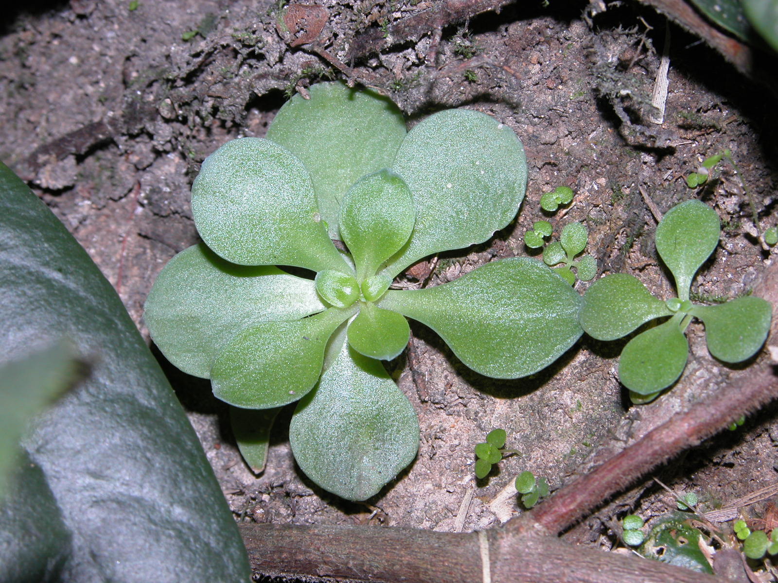  p>凹叶景天(拉丁文名: i>sedum emarginatum migo /i>)别名: a href=