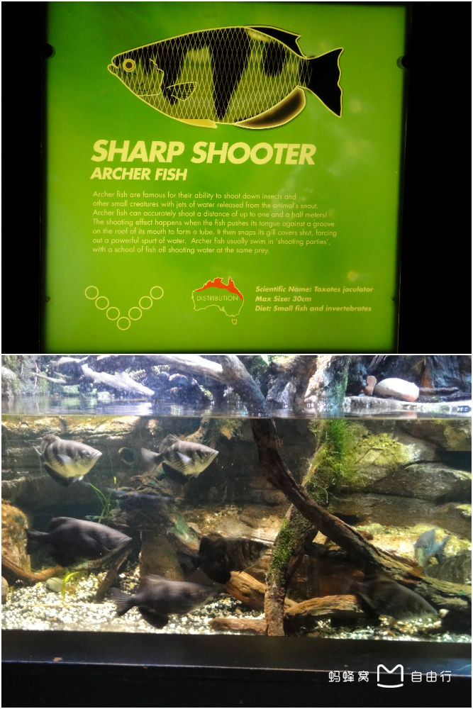 墨尔本水族馆