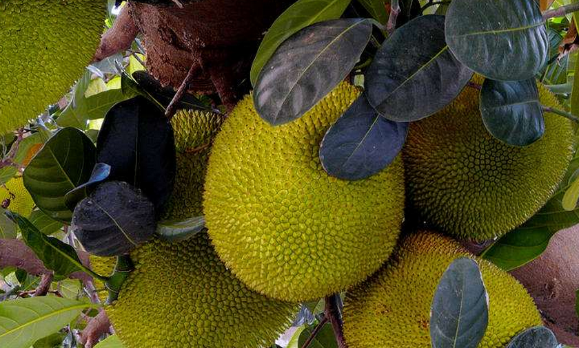  p>尖蜜拉(champedak),又名小木菠萝,是桑科木菠萝属植物,原产于