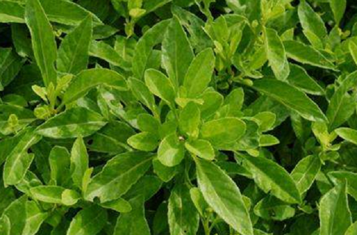 是菊科,菊三七属攀援 a href="#" data-lemmaid="541696">草本 /a>