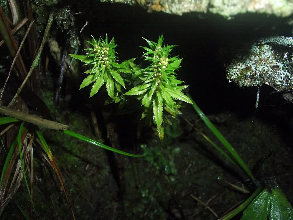  p>凉山石杉(学名: i>huperzia liangshanica /i> (h. s.