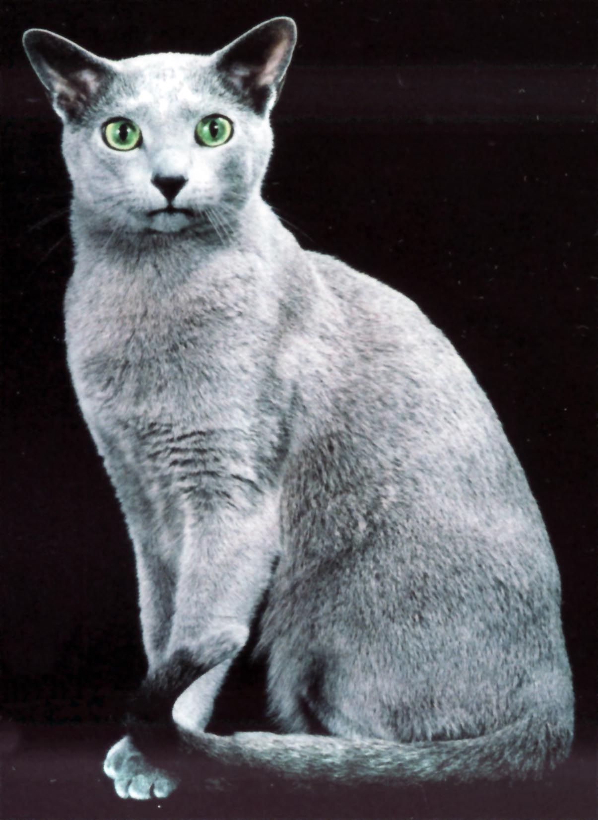russian blue cat