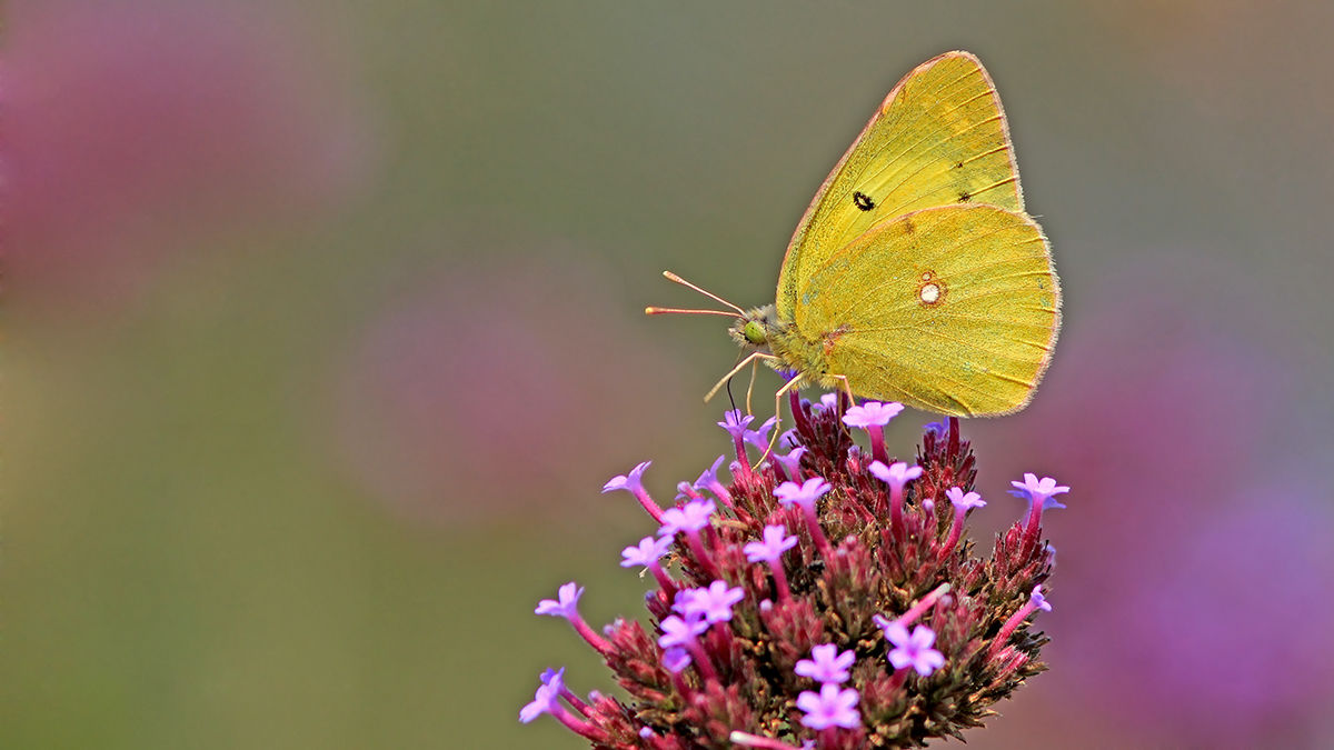 斑绿豆粉蝶中华亚种