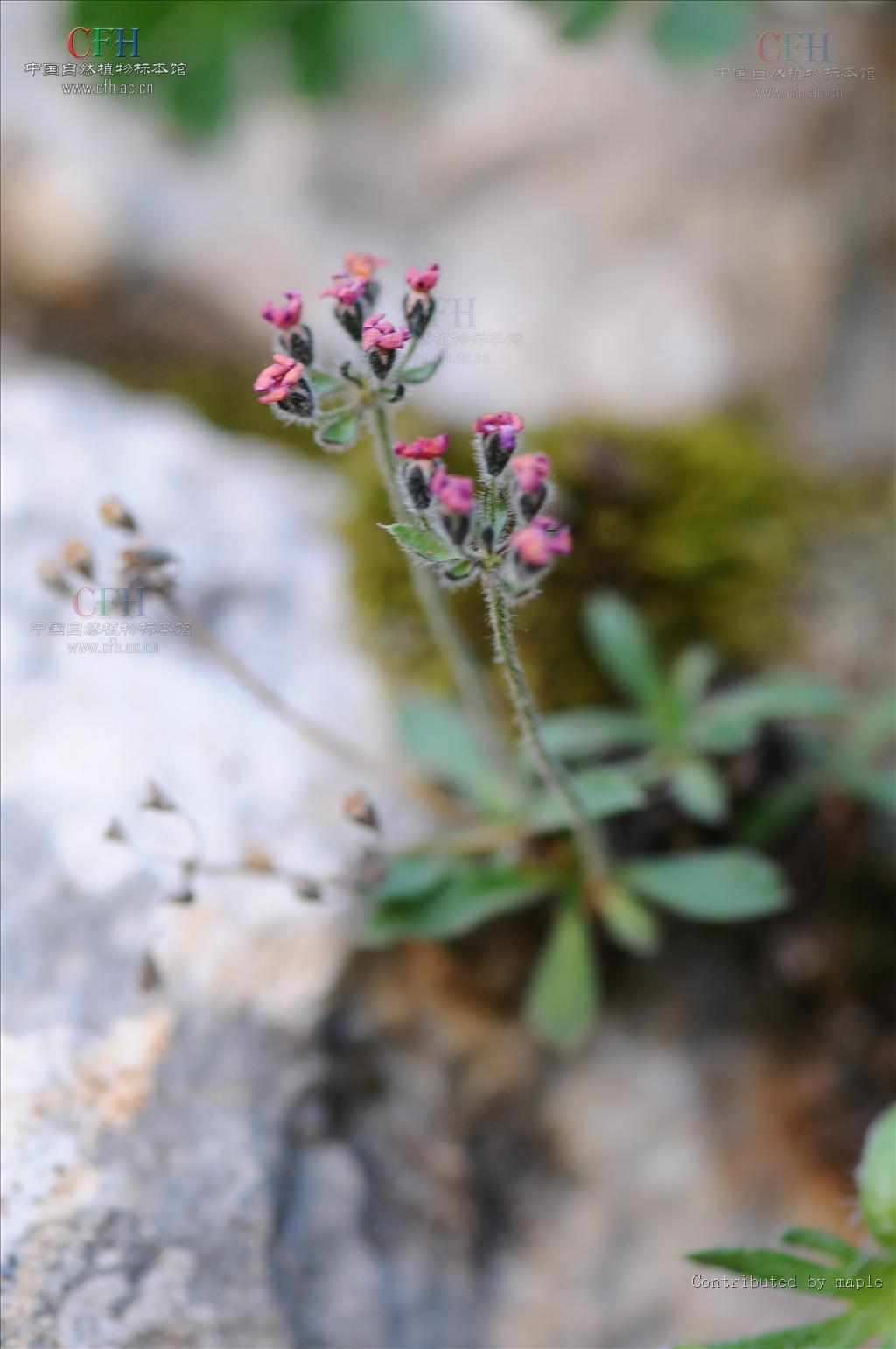  p>石莲叶点地梅(学名:androsace integra)为 a target="_blank" href