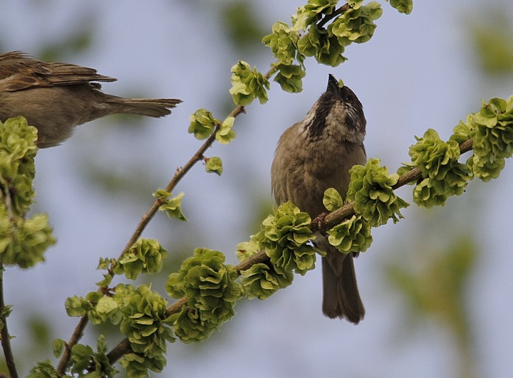 树麻雀甘肃亚种