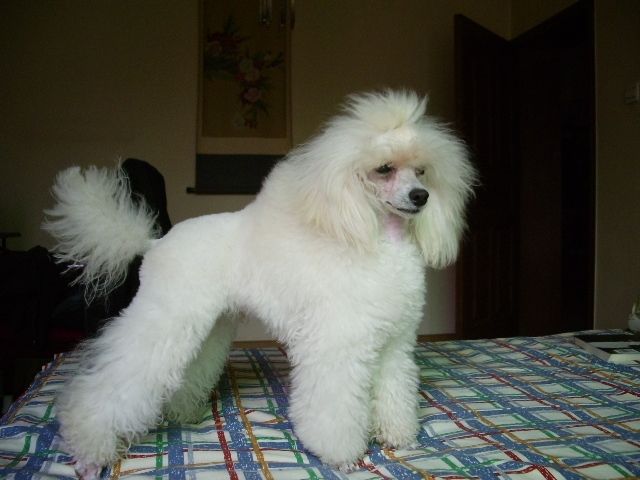  p>迷你型贵妇犬的名字来自 a href="#" data-lemmaid="26064">德文 