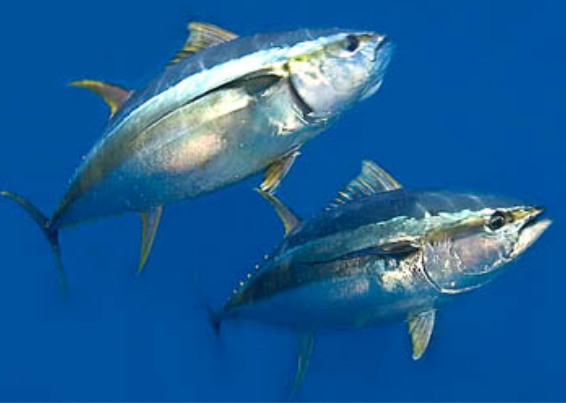  p>黄鳍金枪鱼(学名: i>thunnus albacores /i>)是鲭科,金枪鱼属下的