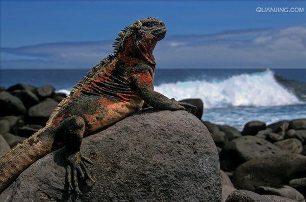 fernandina marine iguana