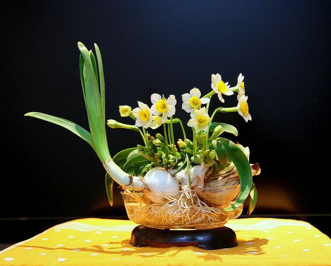 对水仙球进行雕刻造型,是我国传