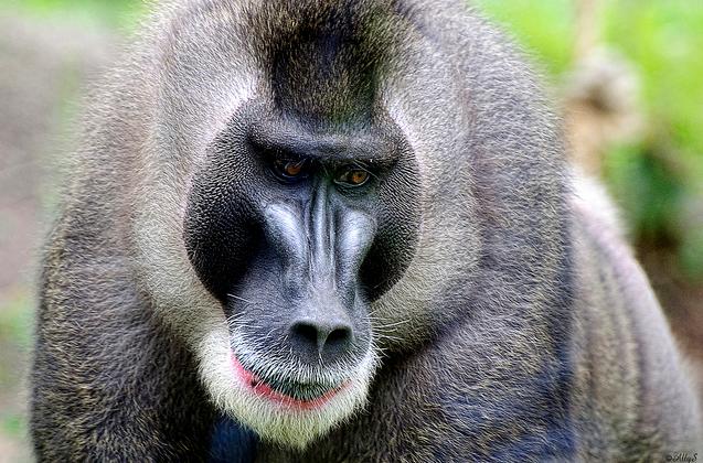  p>鬼狒(拉丁学名: i>mandrillus leucophaeus /i>)在外表上与山魈