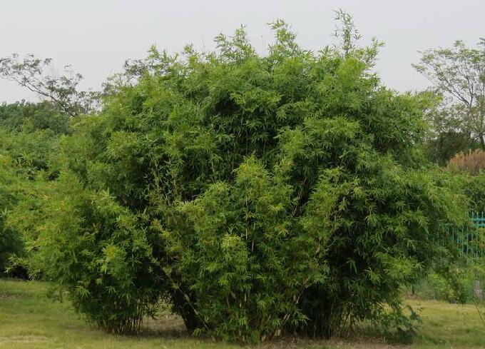  p>孝顺竹(学名: i>bambusa multiplex  /i> (lour.) raeusch.