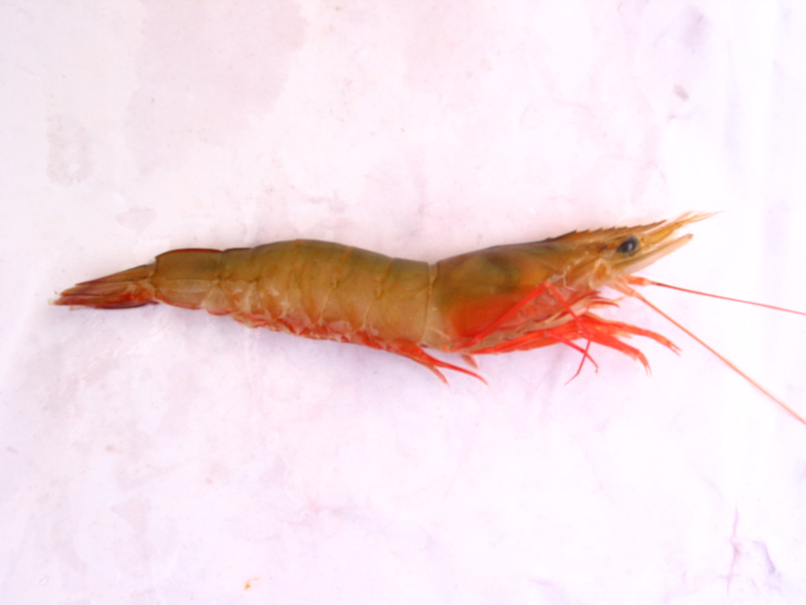 data-lemmaid="15608784">对虾科 /a>,与著名的海产对虾亲缘很近,也被