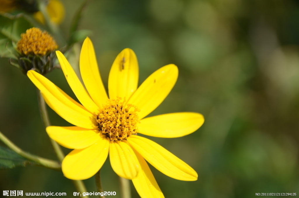  p>香排草,中药名.