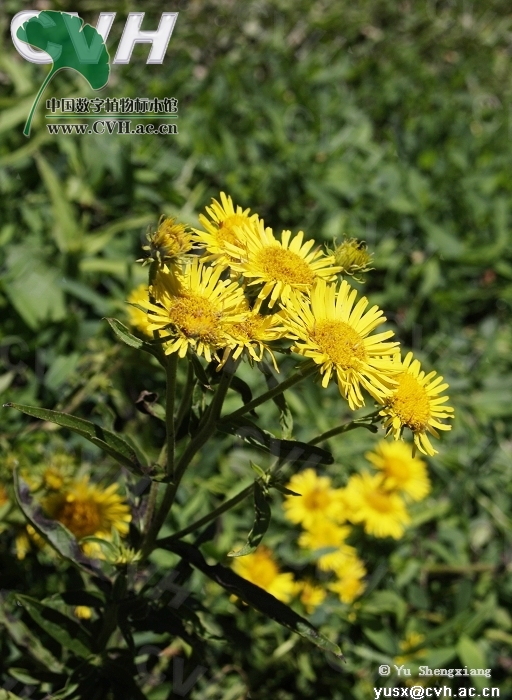 p> b>柳叶旋覆花 /b>(学名: i>inula salicina /i>)为 a>桔梗目 /a>