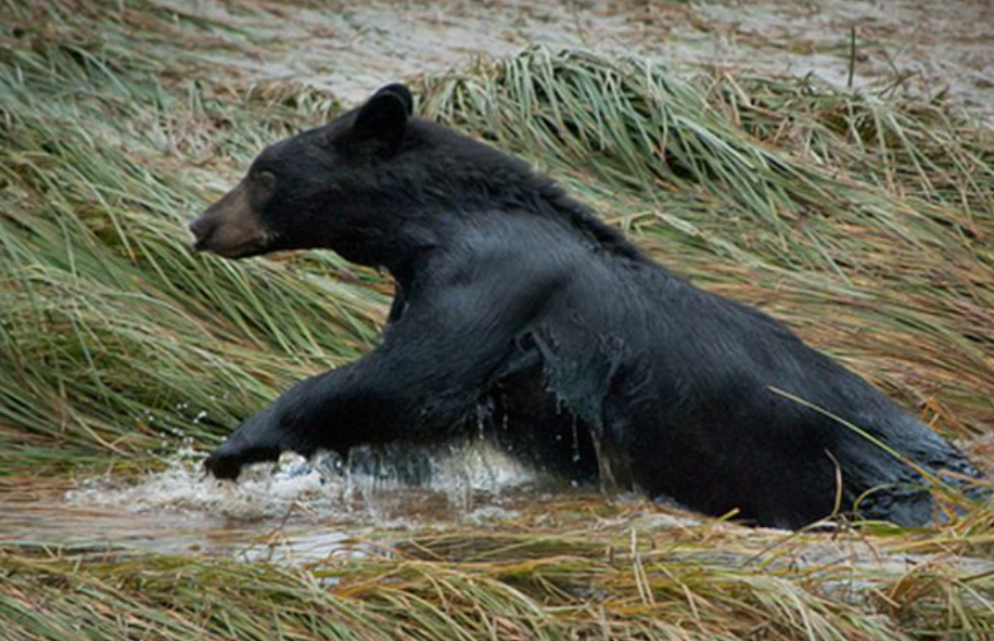  p>奥林匹克黑熊是美洲黑熊的亚种之一.
