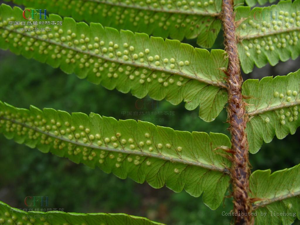  p>密鳞鳞毛蕨(学名: i>dryopteris pycnopteroides /i> (christ) c.