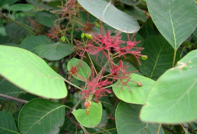 lemmaid="61924">红叶 /a>,红叶黄栌,黄道栌,黄溜子,黄龙头,黄栌材