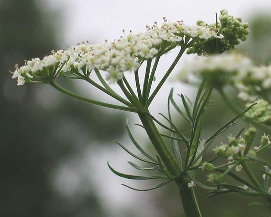  p>莳萝(学名:anethum graveolens l.)是伞形科莳萝属植物.