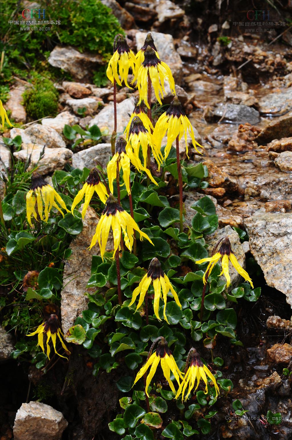  p>垂头菊,菊科垂头菊属的植,多年生草本植物.