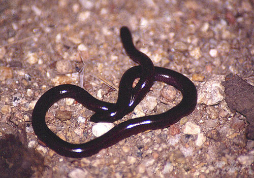  p>钩盲蛇(学名:ramphotyphlops braminus)又名入耳 a href="#" data