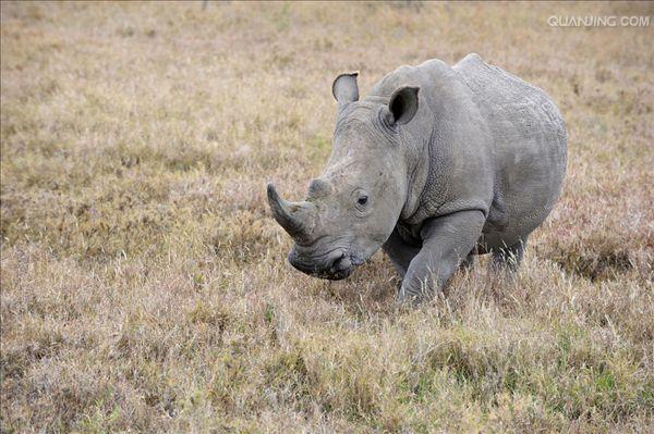  p>白犀(学名: i>ceratotherium simum /i>): a target="_blank" href