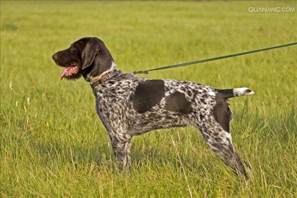  p>沙克犬,又称猎羚犬或拉伯狩猎犬或波斯灵提或者沙路奇猎犬.