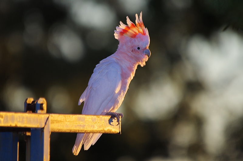  p>凤头鹦鹉科(cacatuidae):是鸟纲,鹦形目下的一个科,共有21种 a