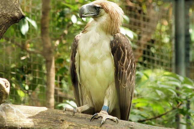  p>食猿雕(学名: i>pithecophaga jefferyi /i>):也称作菲律宾雕.