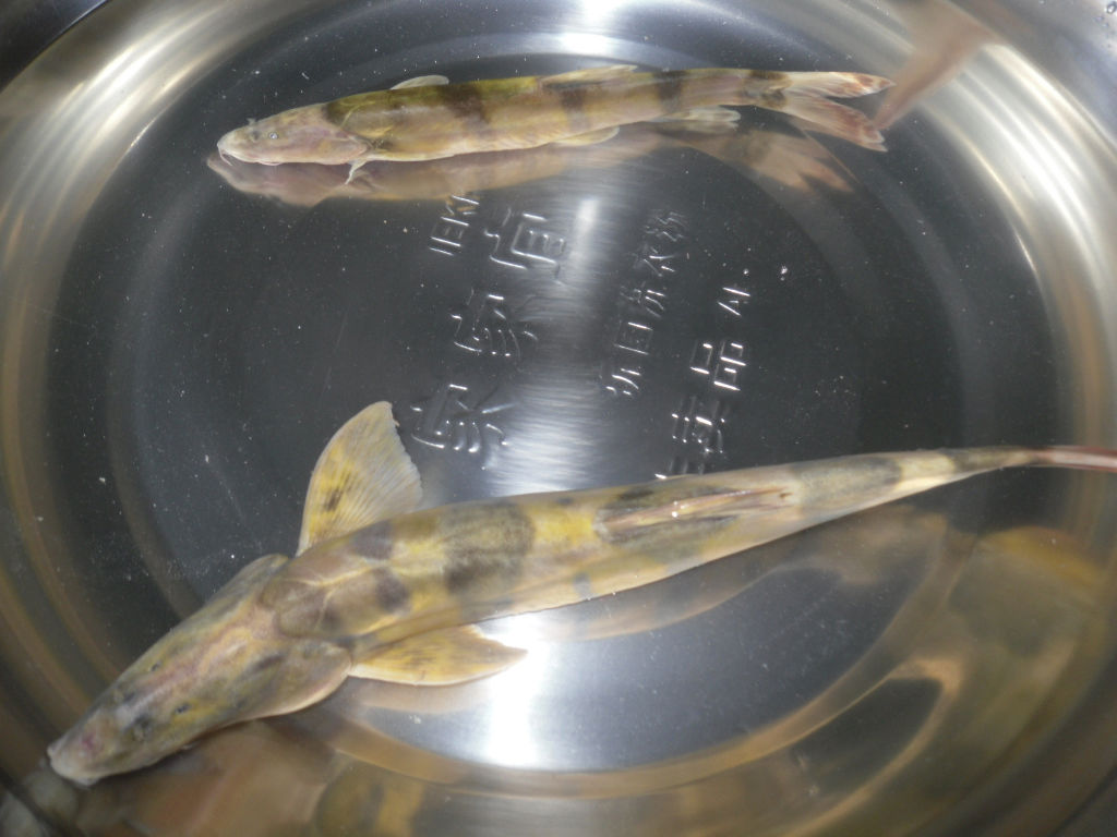  p>斑鳍沙鳅( a href="#" data-lemmaid="8074290">学名 /a>:botia