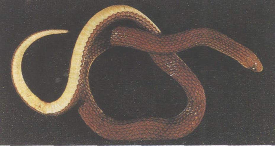  p>小头坭蛇( a href="#" data-lemmaid="8074290">学名 /a>:trach