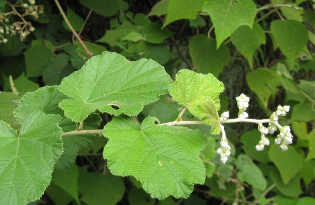  p>深裂粗叶悬钩子(rubus alceaefolius poir. var.