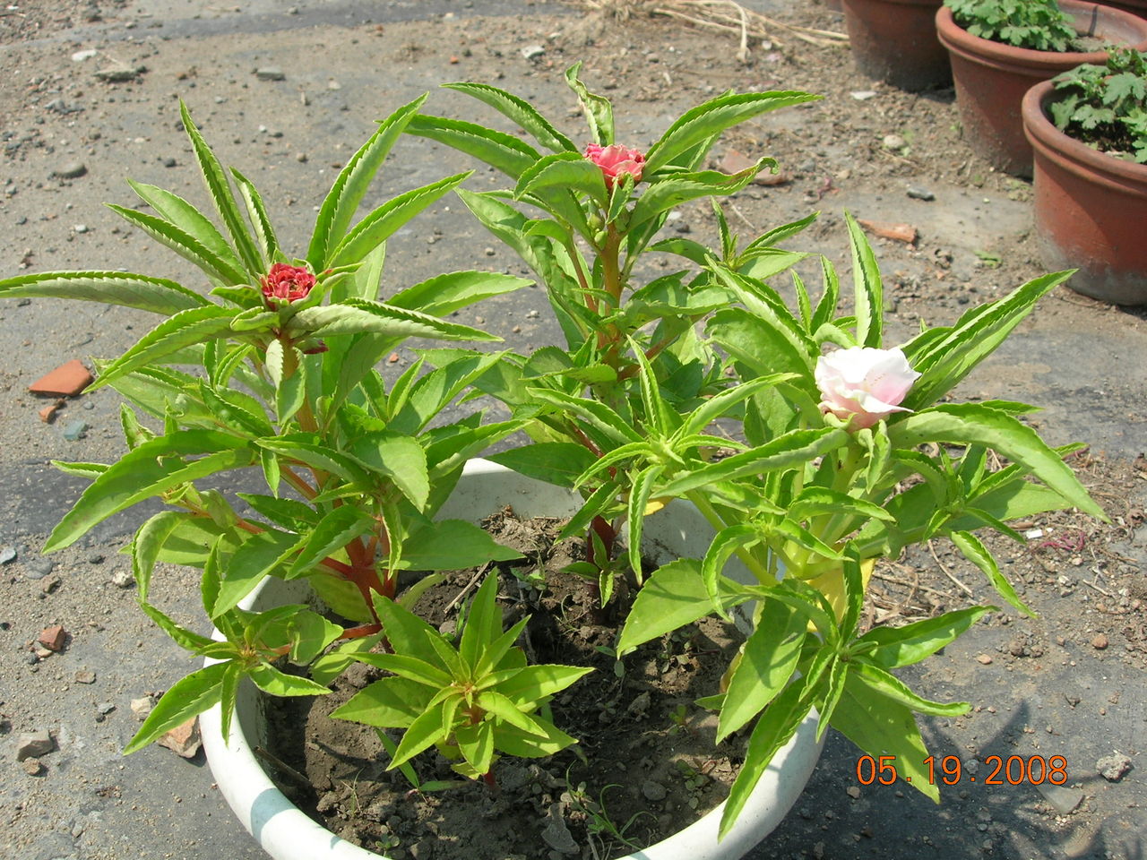 白色凤仙花