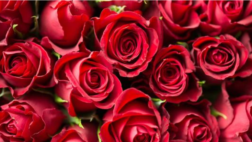 玫瑰的花语知多少 百科ta说