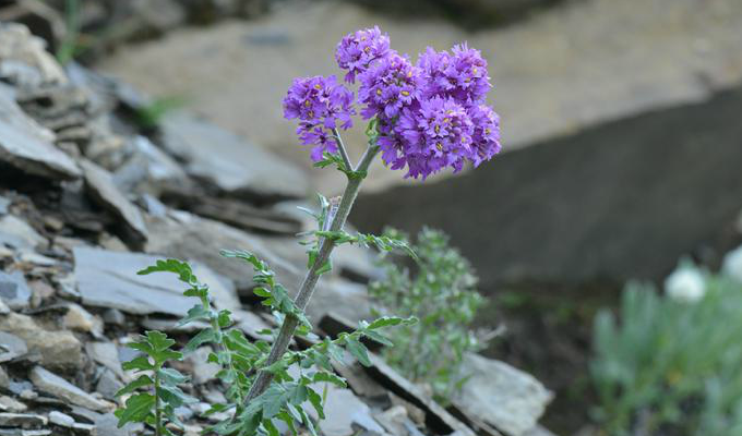  p>高河菜属(学名: b>megacarpaea /b>&nbsp;dc.