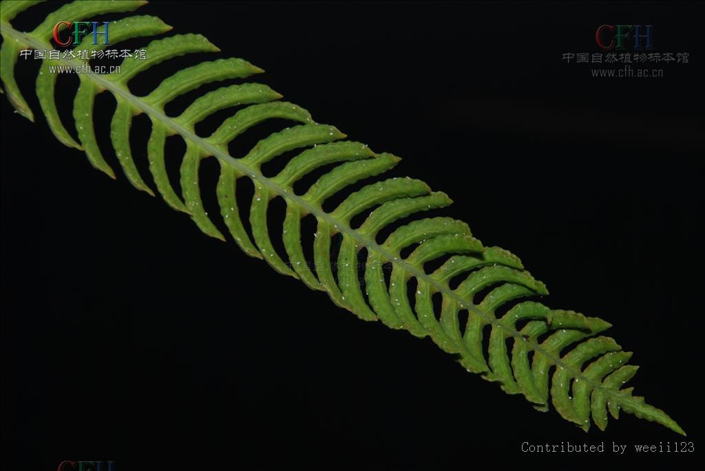  p>荚囊蕨属(学名:struthiopteris scopoli)是乌毛蕨科下属一属.