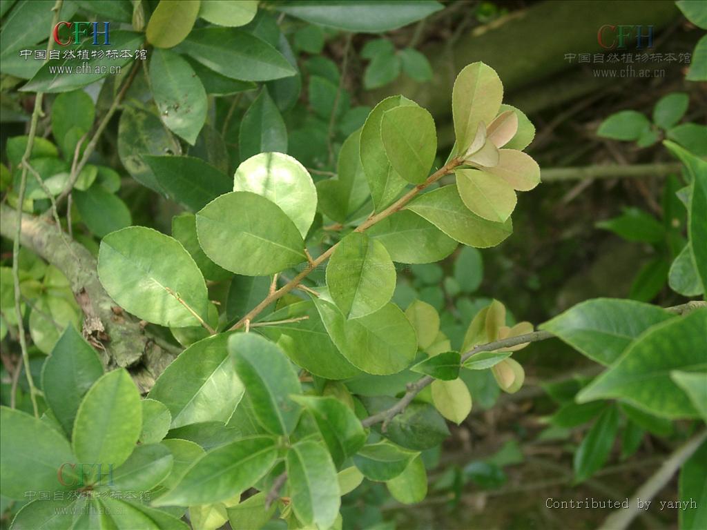 data-lemmaid="5991814">蒙子树 /a>,葫芦刺,红心刺